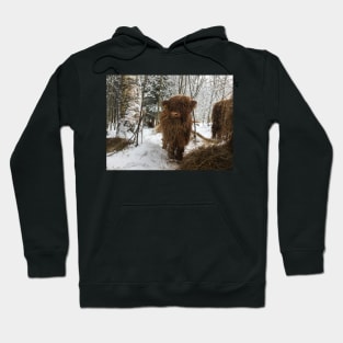 Scottish Highland Cattle Calf 1930 Hoodie